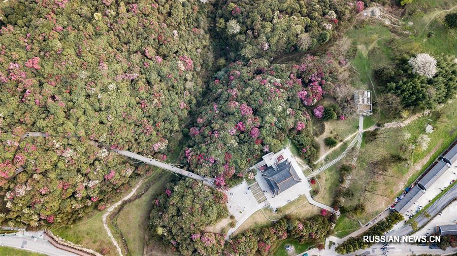 Цветущие азалии в провинции Гуйчжоу