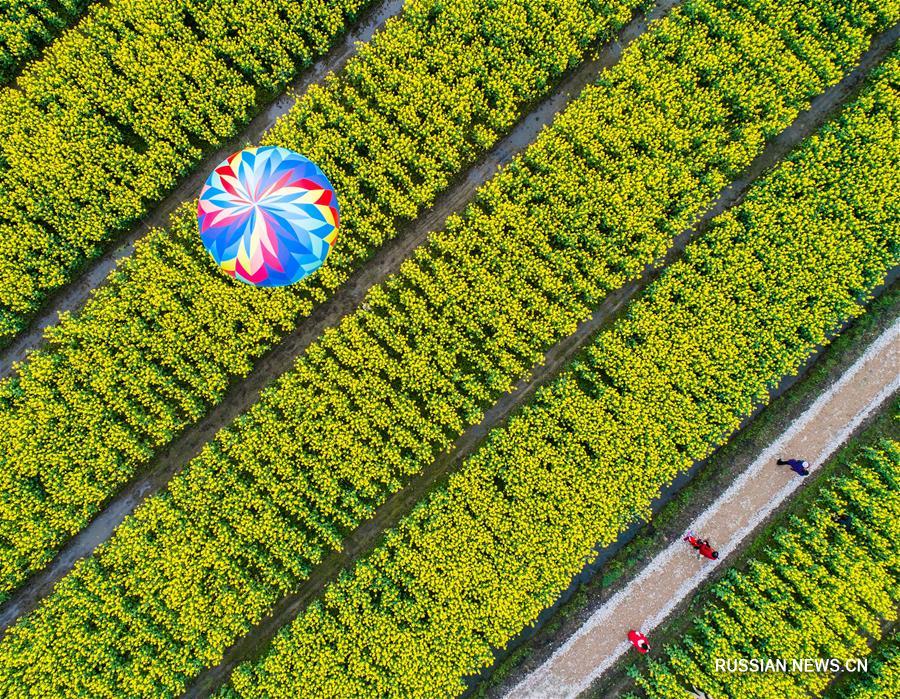 Цветущие рапсовые поля в провинции Чжэцзян