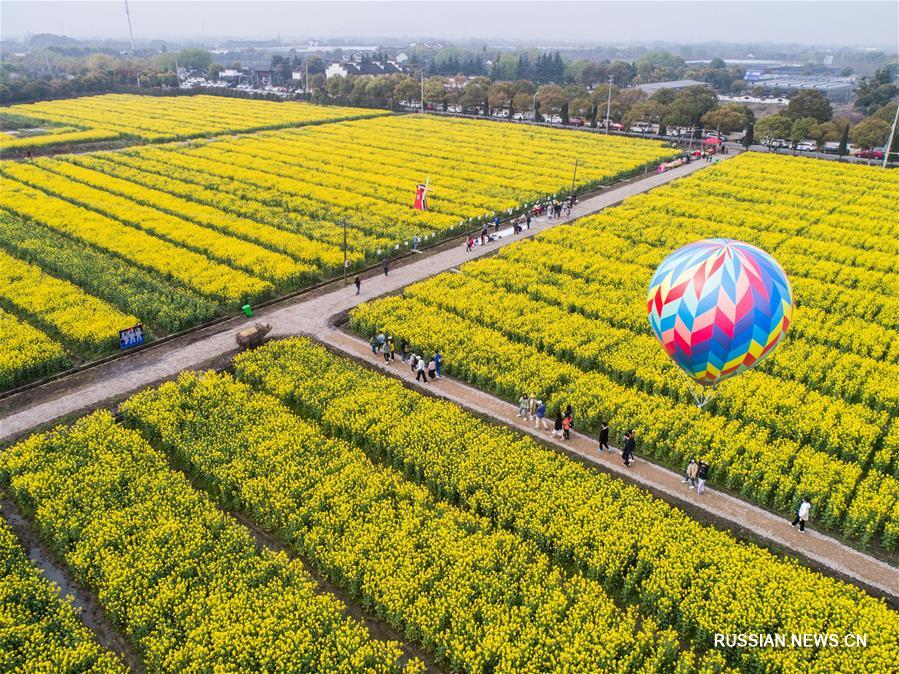 Цветущие рапсовые поля в провинции Чжэцзян
