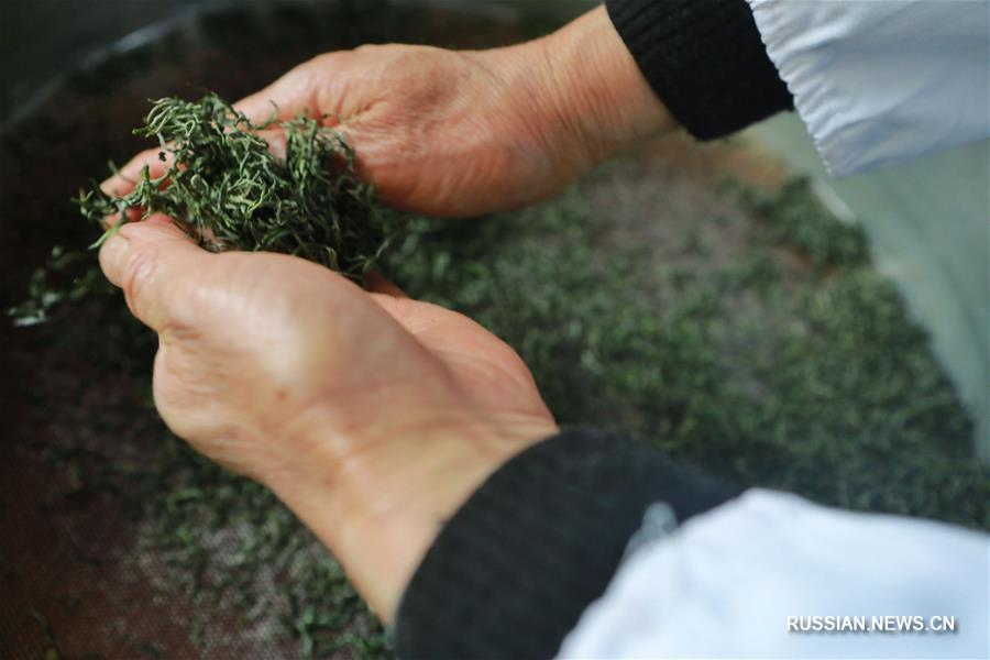 Зеленый чай из росточков на юго-западе Китая