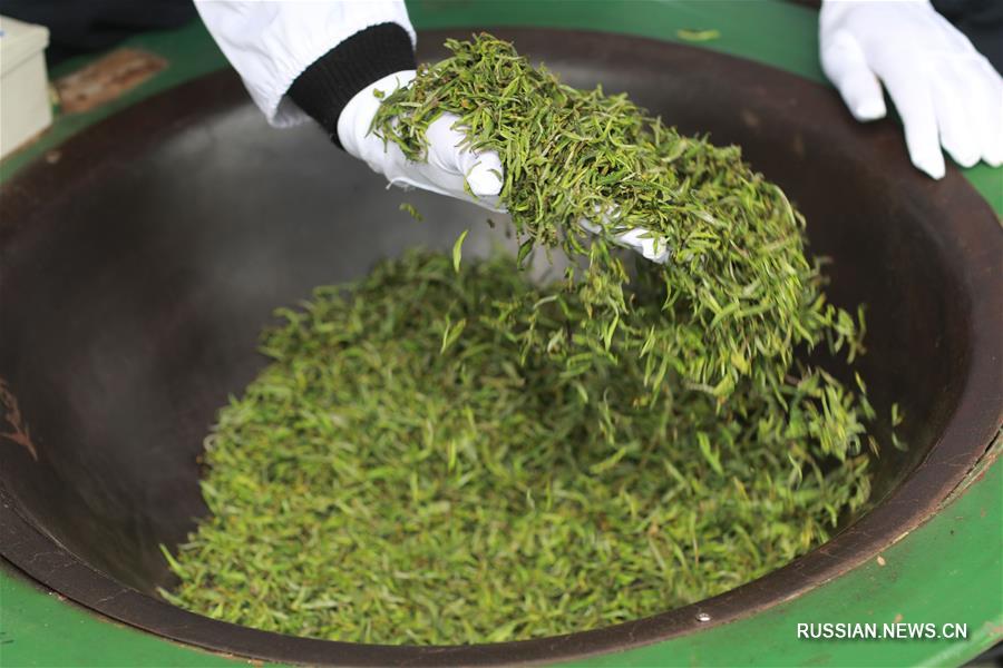 Зеленый чай из росточков на юго-западе Китая