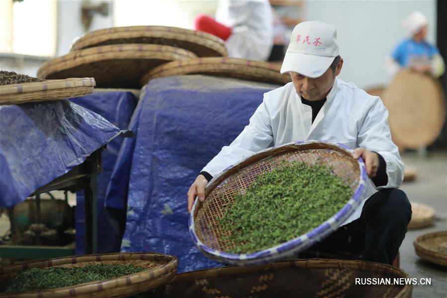Зеленый чай из росточков на юго-западе Китая
