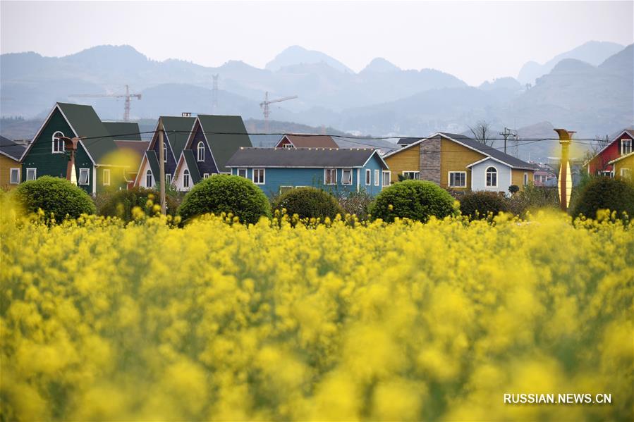Цветущие поля в провинции Гуйчжоу
