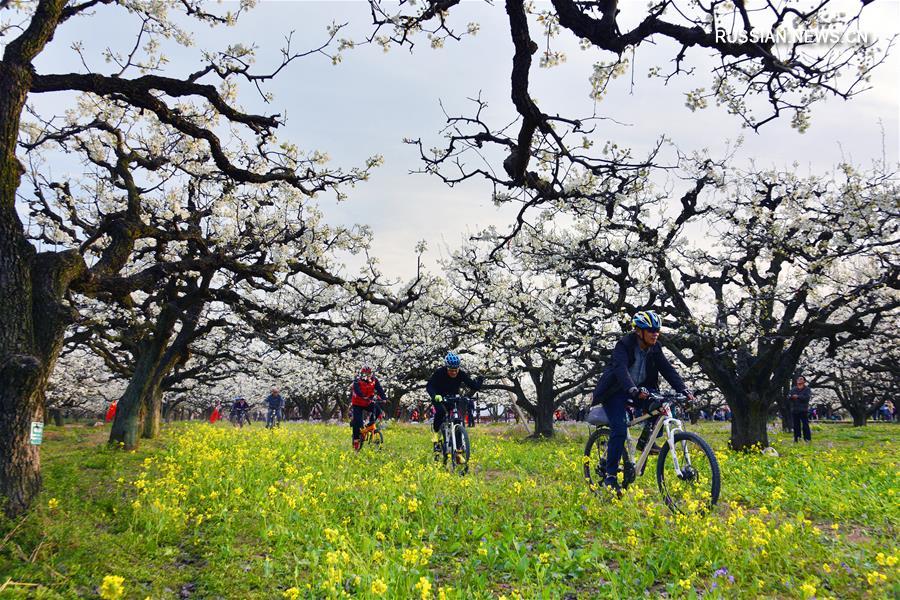 Пышное цветение грушевых деревьев в аньхойском уезде Даншань привлекает туристов