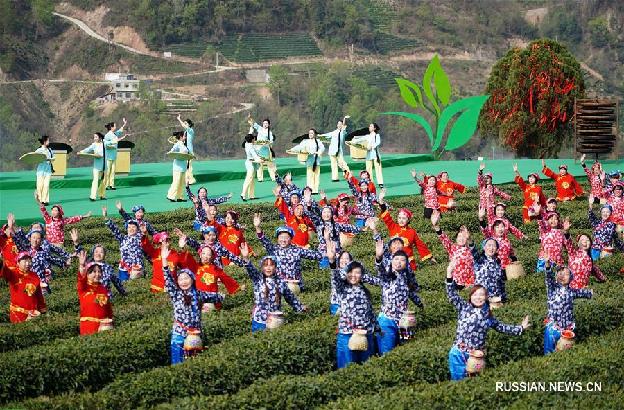 Весенняя культурно-туристическая программа на чайных плантациях уезда Цзыян