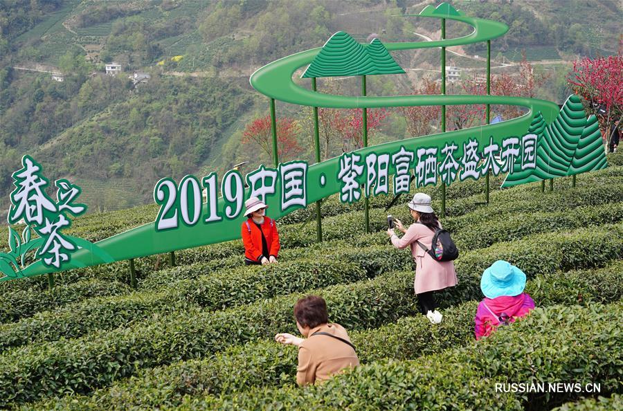 Весенняя культурно-туристическая программа на чайных плантациях уезда Цзыян