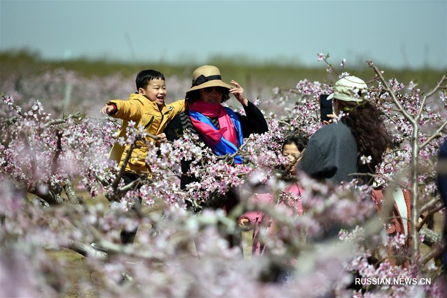 Сельскохозяйственные сады помогают развитию сельского туризма в уезде Таньчэн