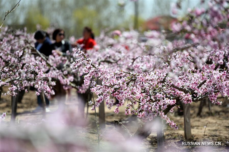Сельскохозяйственные сады помогают развитию сельского туризма в уезде Таньчэн