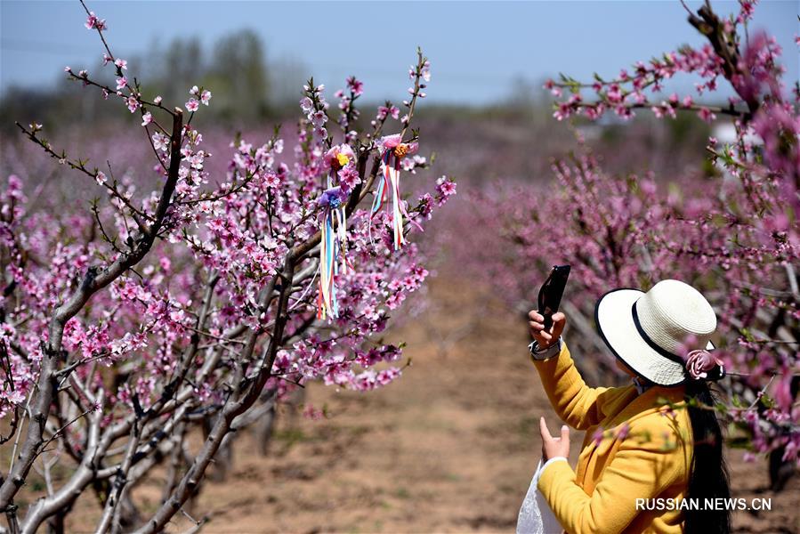 Сельскохозяйственные сады помогают развитию сельского туризма в уезде Таньчэн