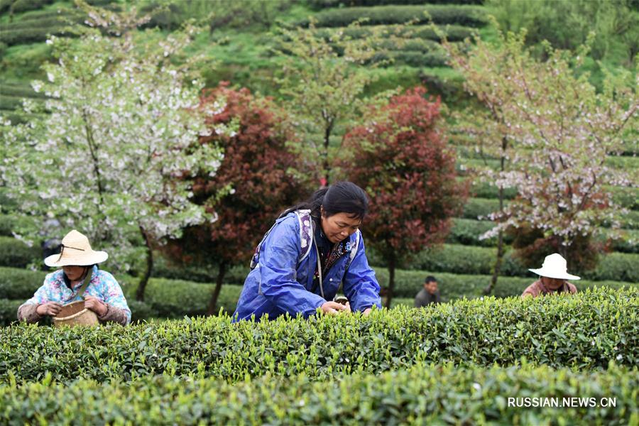 Сбор и производство "доцинминских" чаев в уезде Юйцин