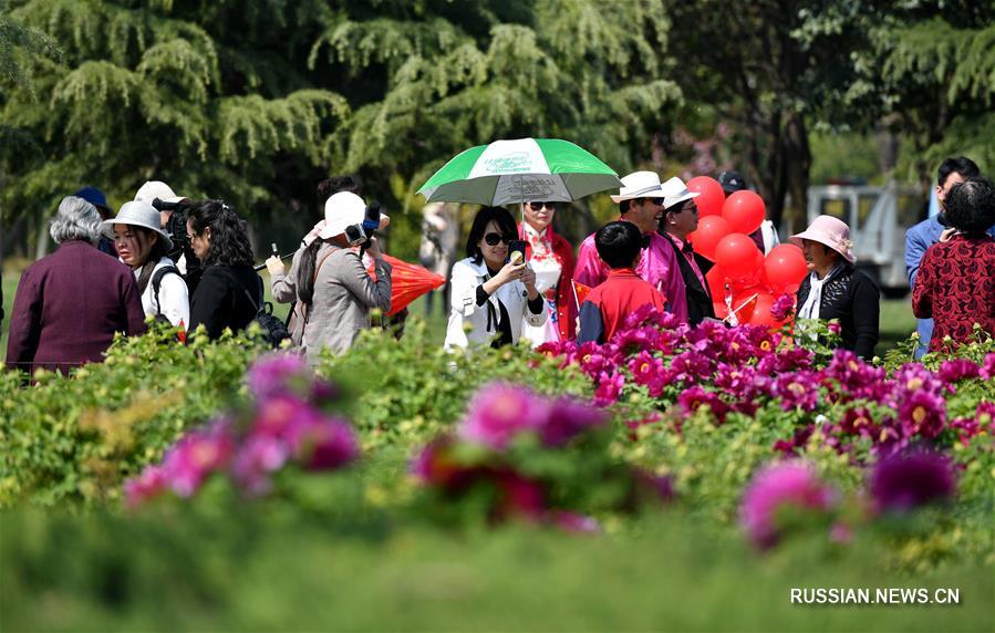 Цветение пионов в центральнокитайской провинции Хэнань 
