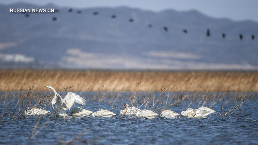 Лебеди на водохранилище Байши в провинции Ляонин
