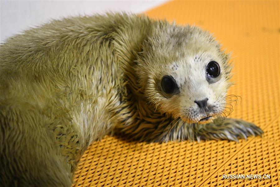 Малыш тюленя родился в Harbin Polarland