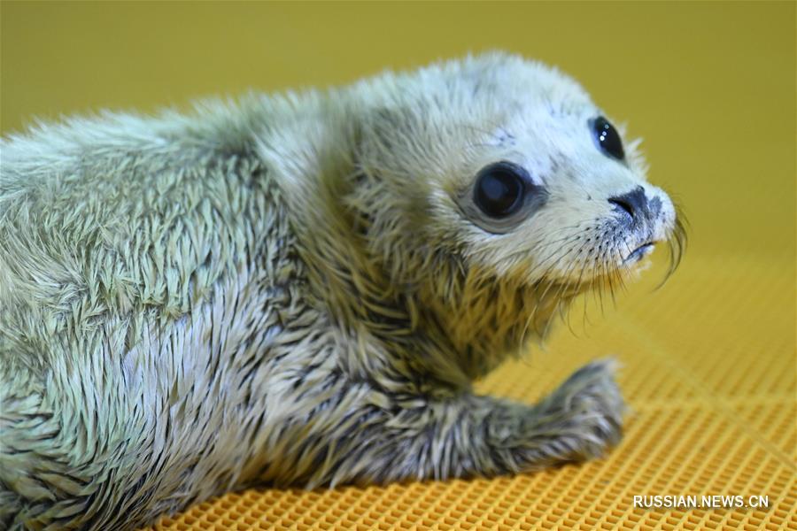 Малыш тюленя родился в Harbin Polarland