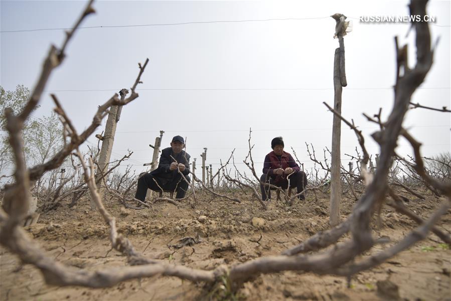 В Китае разгар весенних сельхозработ