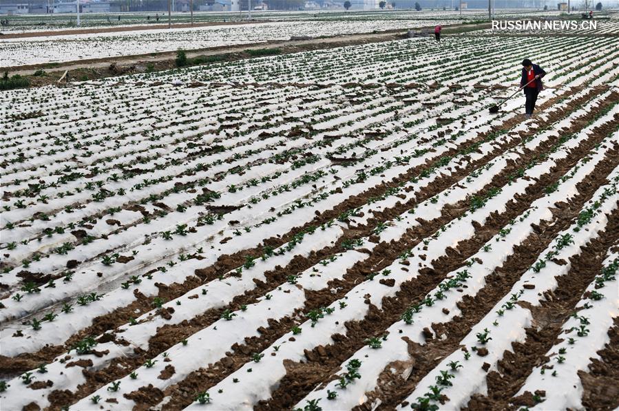 В Китае разгар весенних сельхозработ