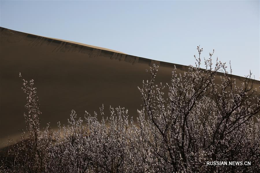 Песчаные дюны и цветущие сады -- неповторимые контрасты провинции Ганьсу