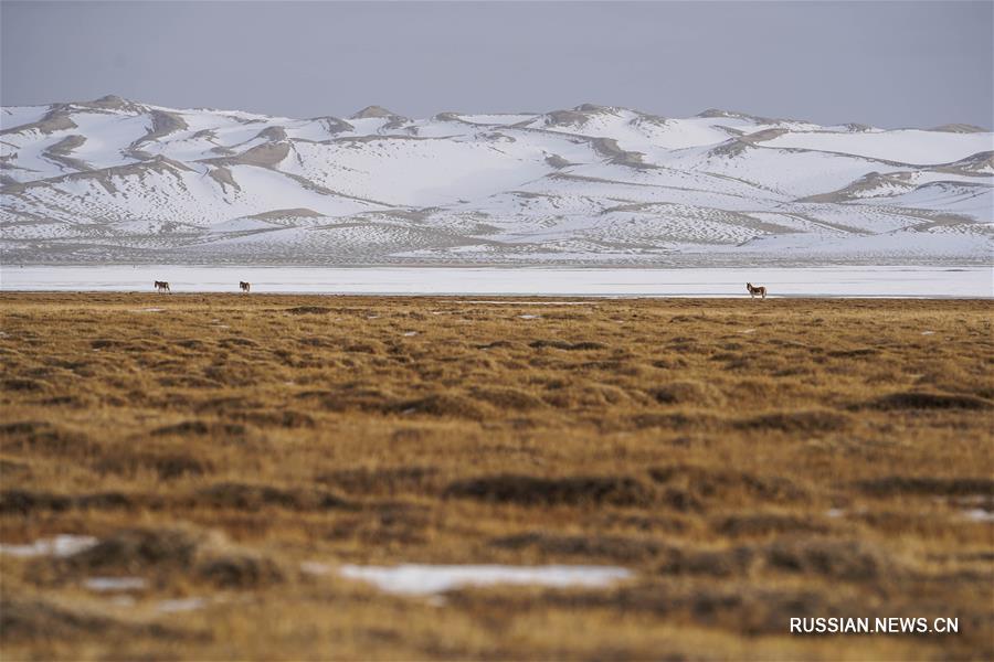 Весна в национальном природном заповеднике "Алтынтаг"
