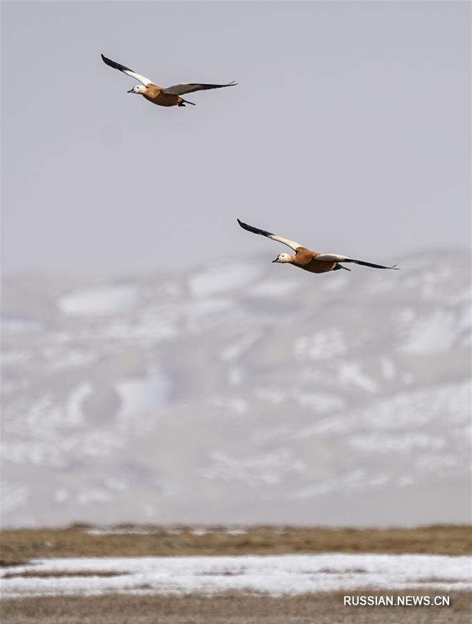 Весна в национальном природном заповеднике "Алтынтаг"
