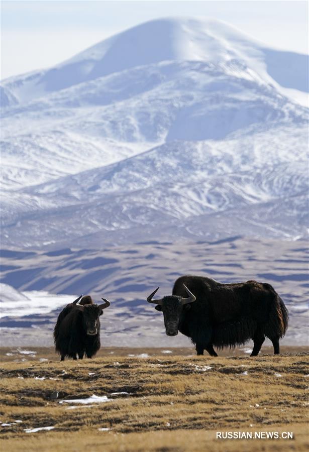Весна в национальном природном заповеднике "Алтынтаг"