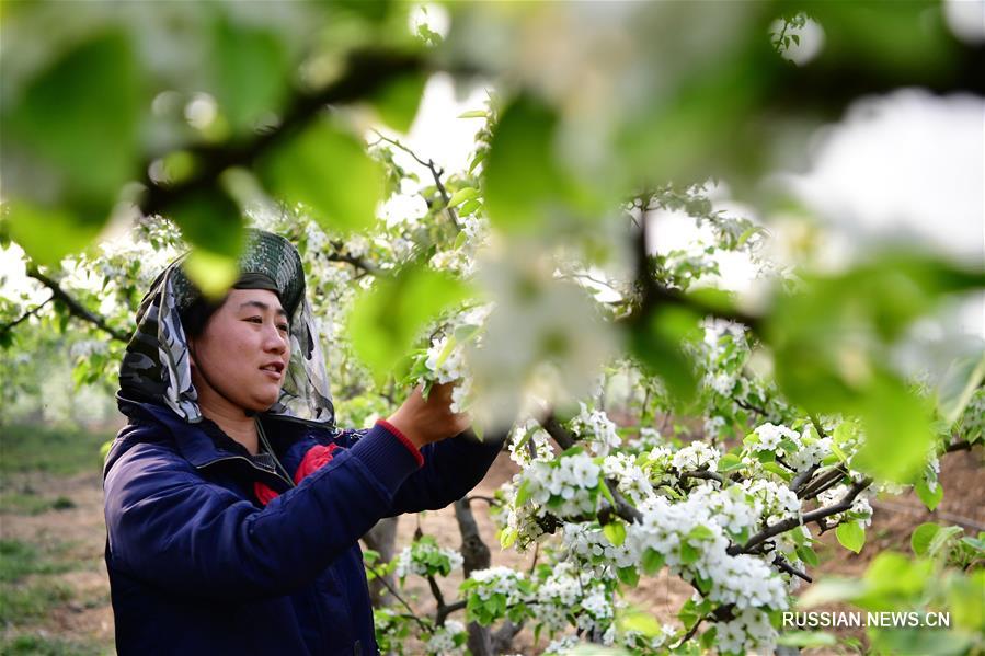 Цветение груш в провинции Хэнань