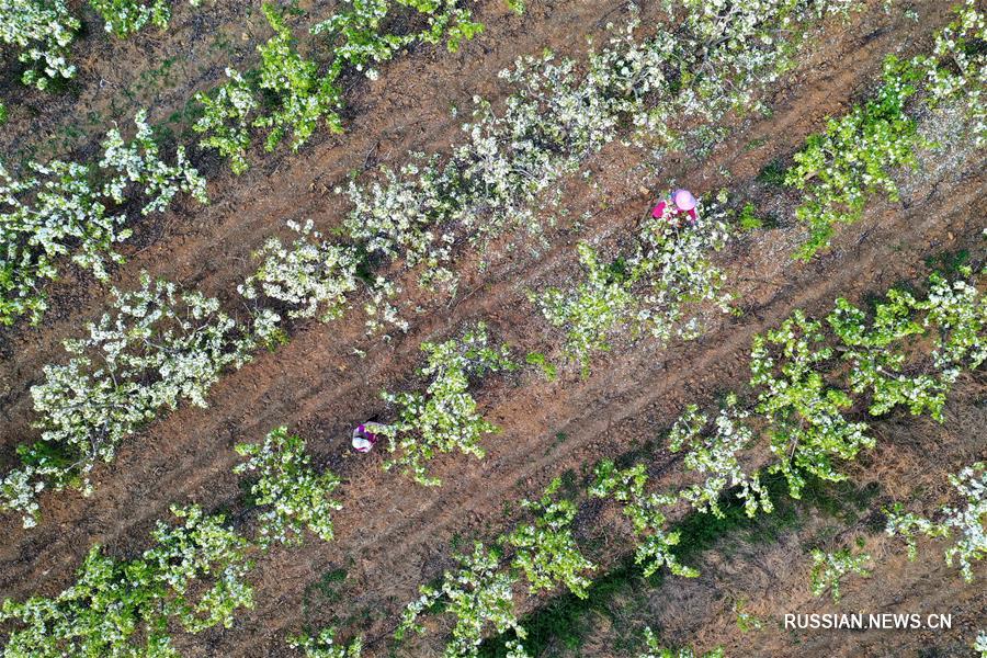 Цветение груш в провинции Хэнань