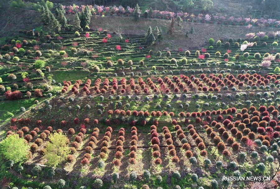 Чайные плантации в уезде Пинли