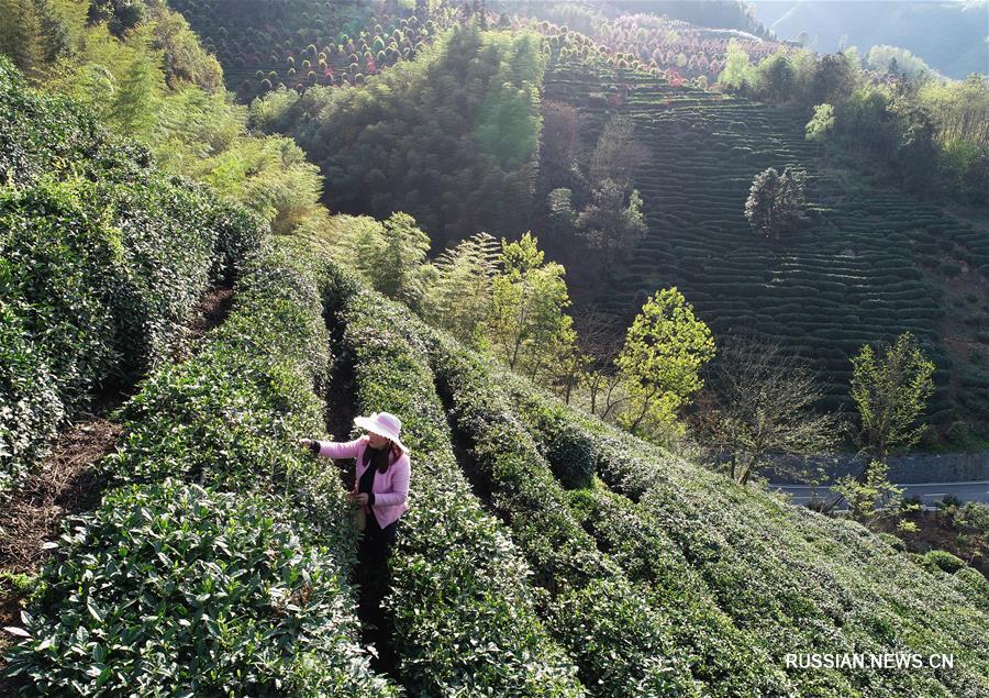 Чайные плантации в уезде Пинли