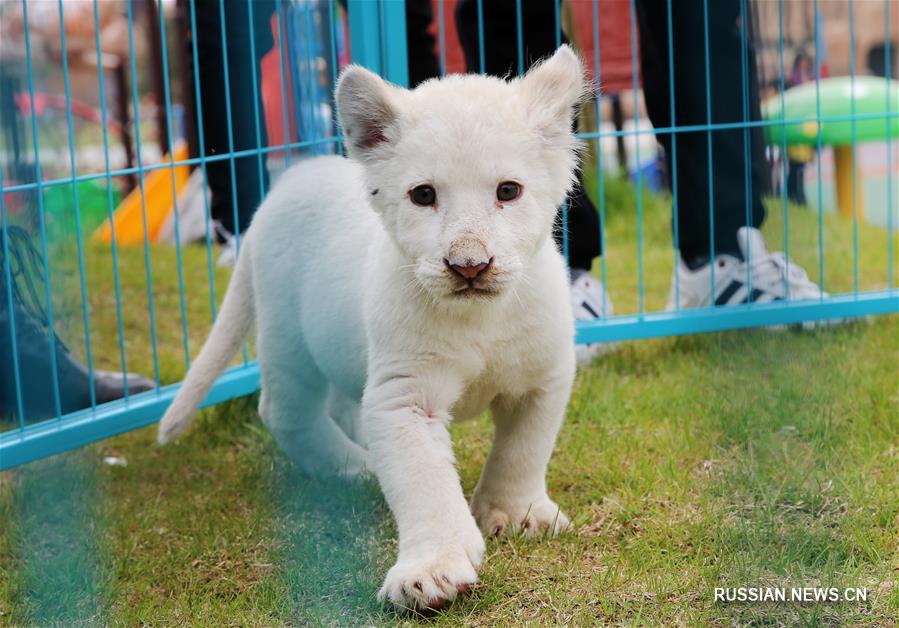 Очаровательная воспитанница парка дикой природы в Цзянсу -- маленькая белая львица