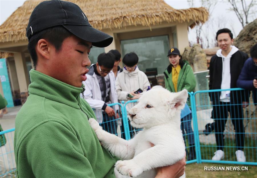 Очаровательная воспитанница парка дикой природы в Цзянсу -- маленькая белая львица