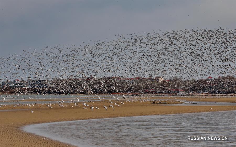 Город Циньхуандао -- передышка для тысячи перелетных птиц 