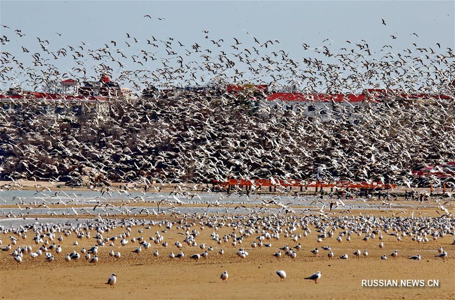 Город Циньхуандао -- передышка для тысячи перелетных птиц 