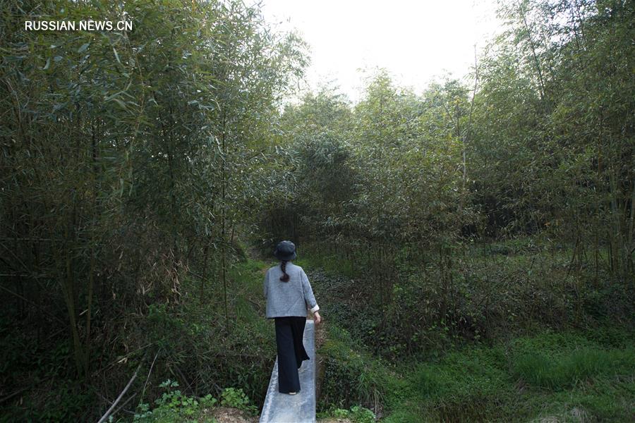 Семейная чайная плантация в уезде Аньцзи провинции Чжэцзян