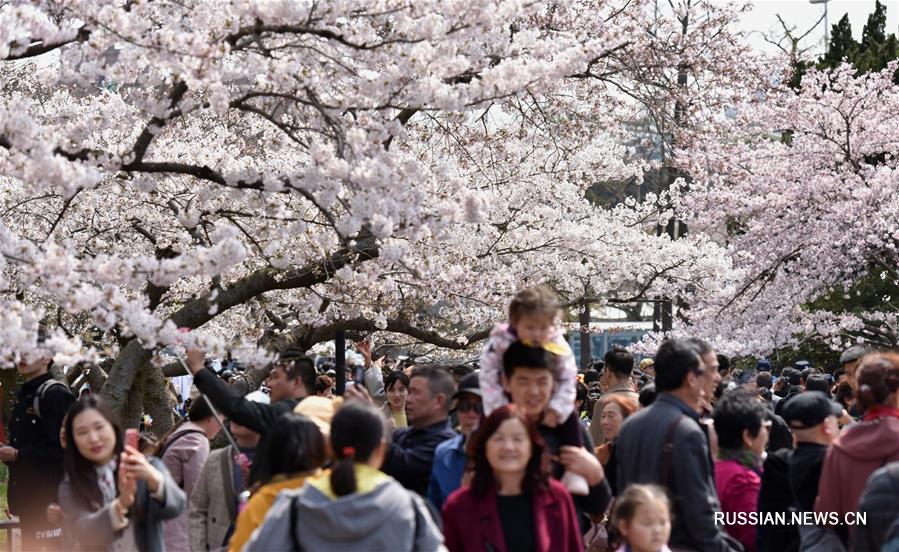 В городе Циндао распустились цветы сакуры