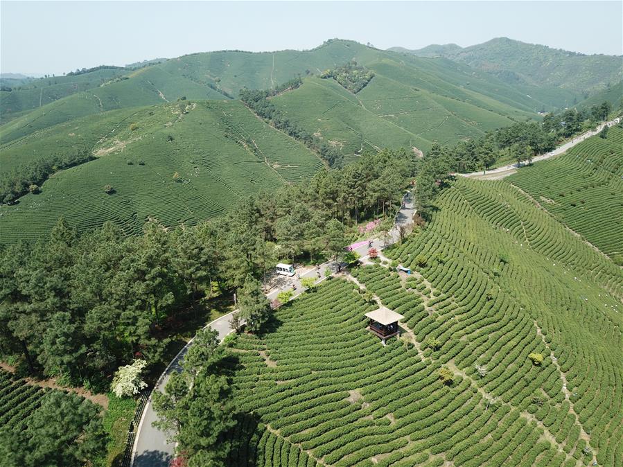 Здоровье нации -- Весенний велопробег среди чайных плантаций в уезде Аньцзи