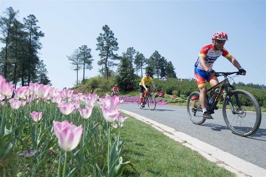 Здоровье нации -- Весенний велопробег среди чайных плантаций в уезде Аньцзи