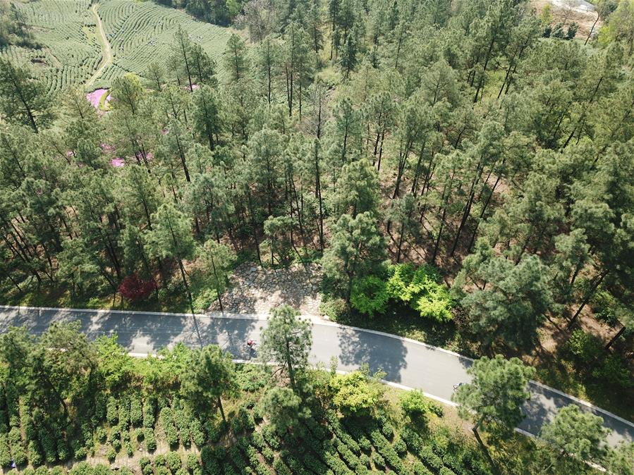 Здоровье нации -- Весенний велопробег среди чайных плантаций в уезде Аньцзи