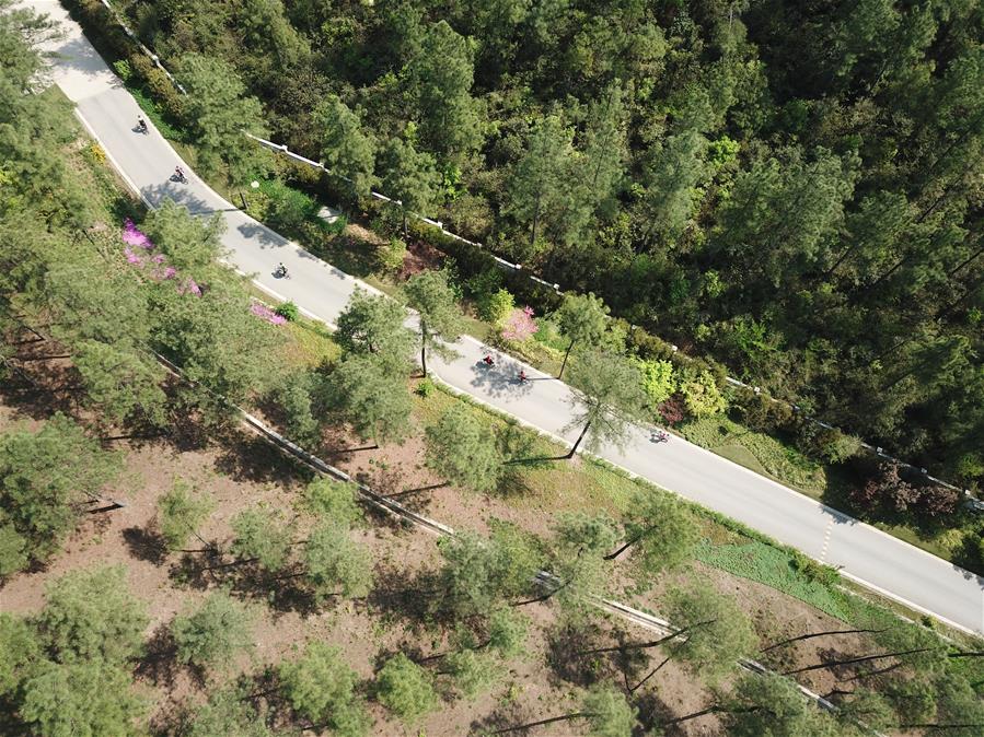 Здоровье нации -- Весенний велопробег среди чайных плантаций в уезде Аньцзи