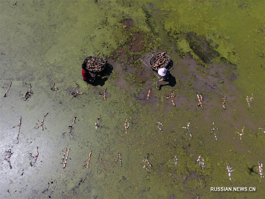 Высаживание корневищ лотоса в провинции Хунань