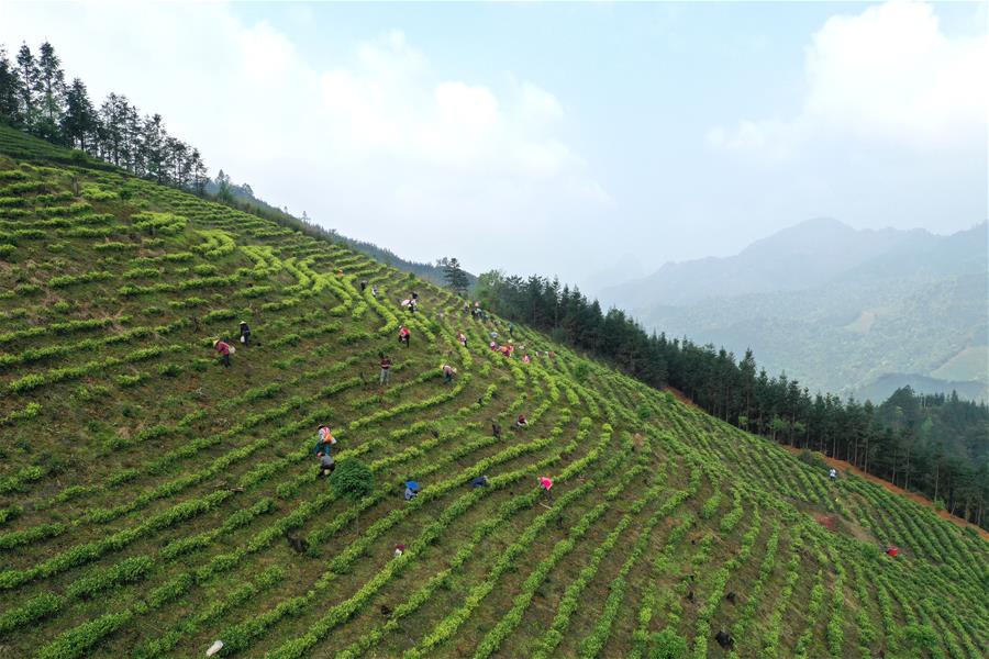 Сбор весеннего чая в горах уезда Гунчэн