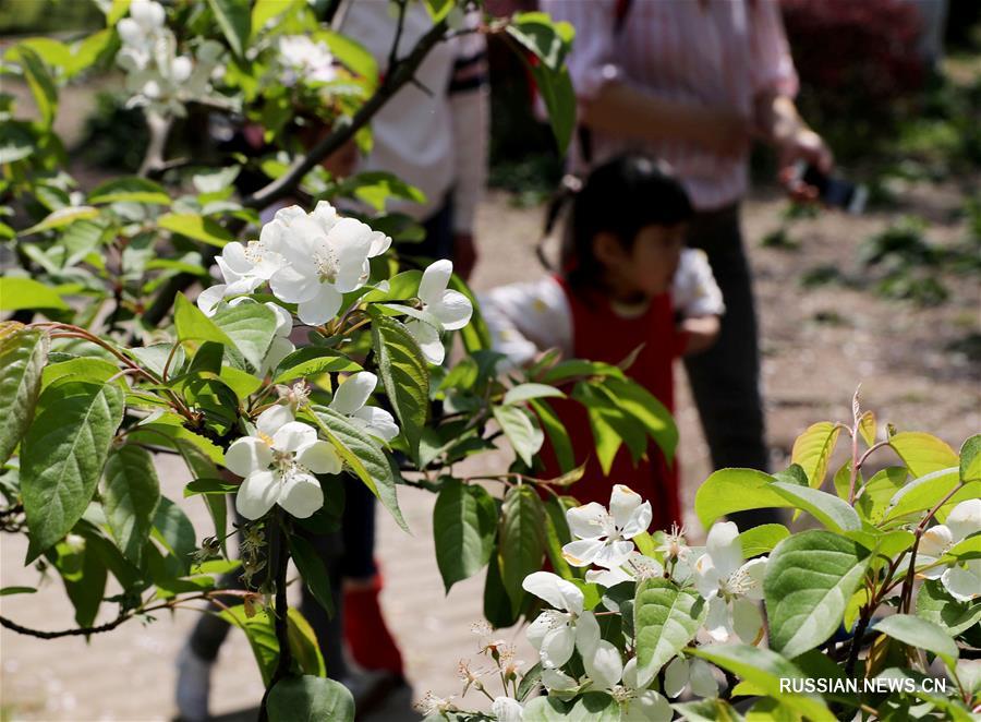 Цветение яблонь замечательных в шанхайских парках