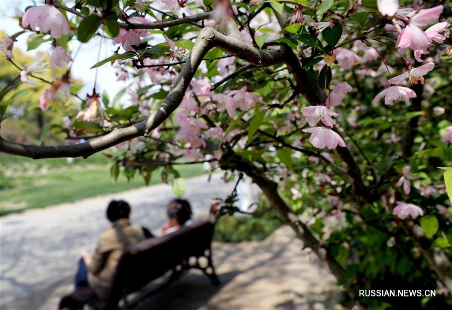 Цветение яблонь замечательных в шанхайских парках