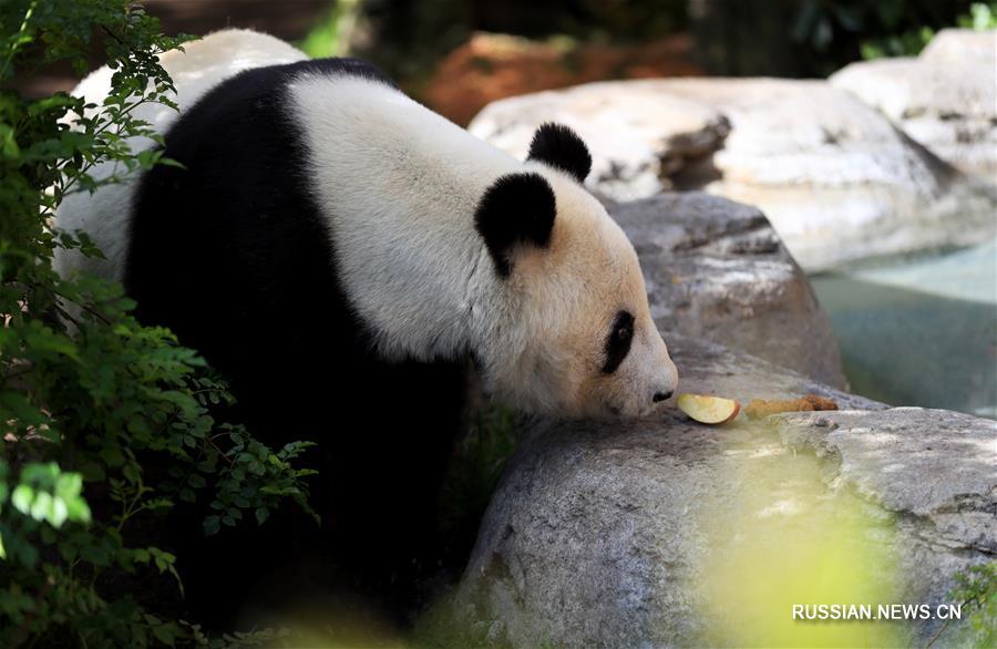 Американский Сан-Диего провожает в Китай двух больших панд