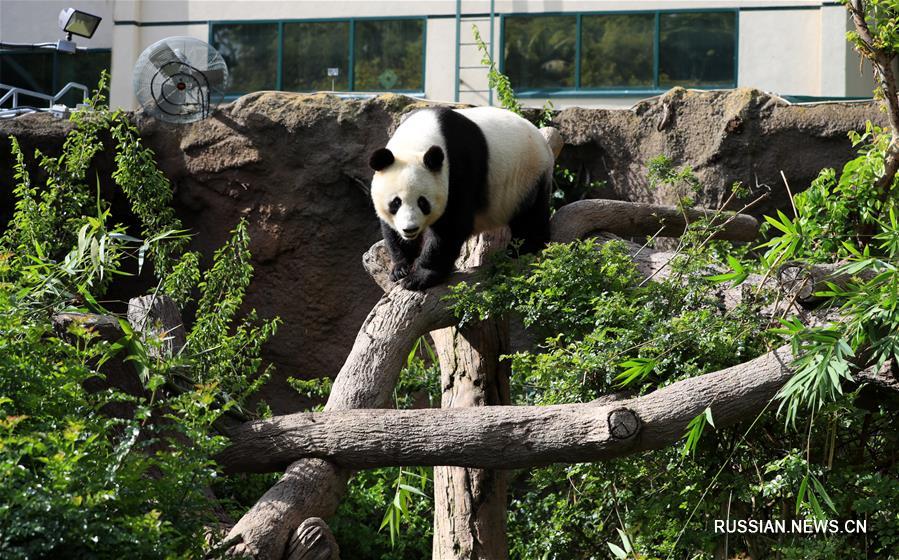 Американский Сан-Диего провожает в Китай двух больших панд
