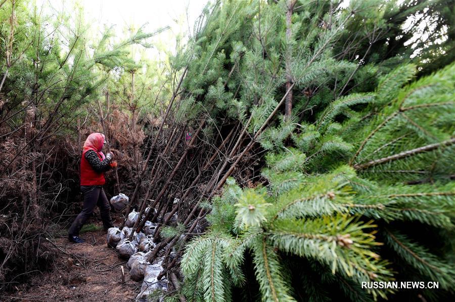 На территории города Юйлинь идет интенсивная посадка деревьев в пустыни