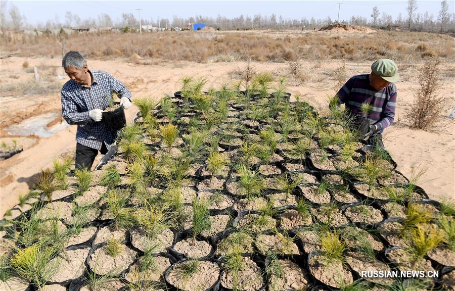 На территории города Юйлинь идет интенсивная посадка деревьев в пустыни