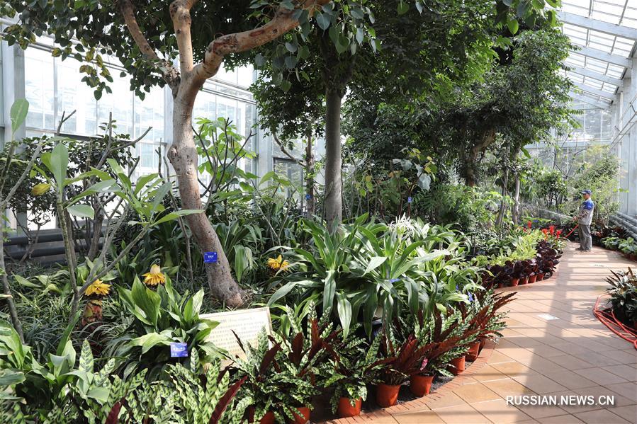 В Пекине после реконструкции открывается оранжерея Ботанического сада Академии наук Китая
