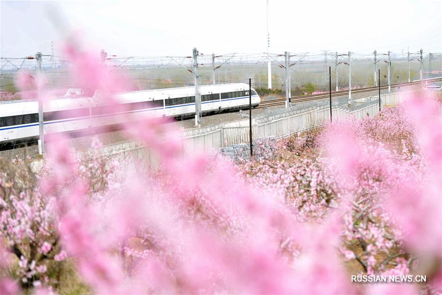 Персиковые сады в полном цвету в провинции Шаньдун 