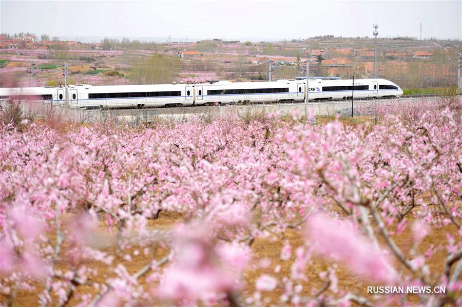 Персиковые сады в полном цвету в провинции Шаньдун 