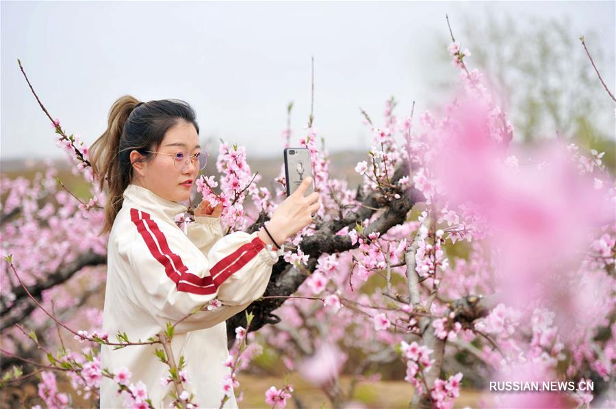 Персиковые сады в полном цвету в провинции Шаньдун 